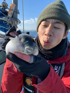 トラフグの釣果