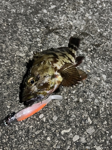 カサゴの釣果