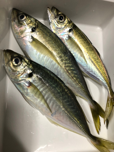 アジの釣果