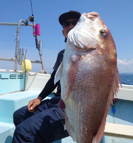 マダイの釣果