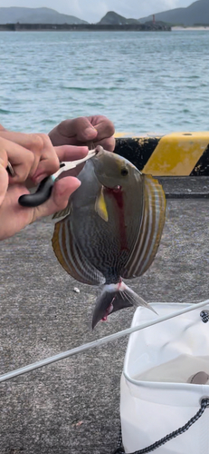 トカジャーの釣果