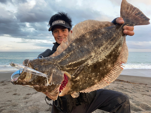 ヒラメの釣果