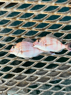 チャリコの釣果