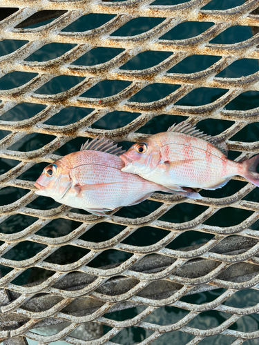 チャリコの釣果