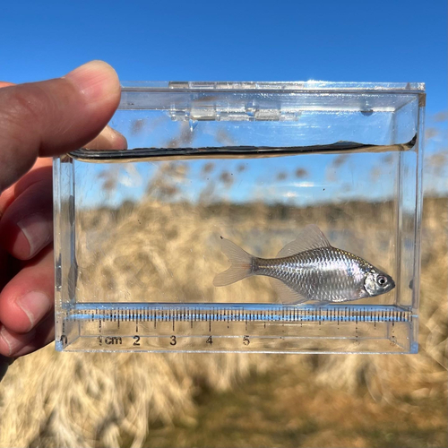 タイリクバラタナゴの釣果