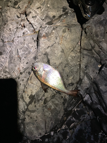 ミナミハタンポの釣果