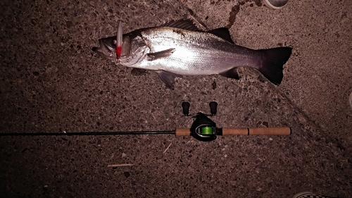 シーバスの釣果