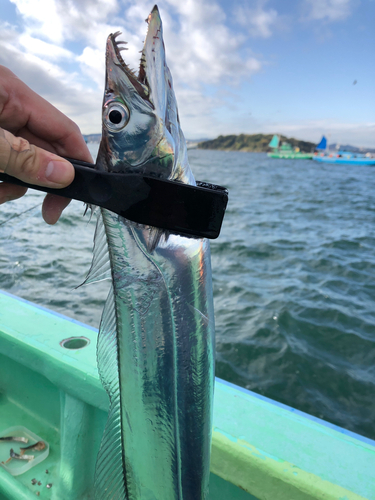 タチウオの釣果