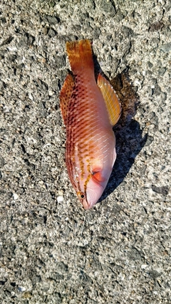 イソベラの釣果