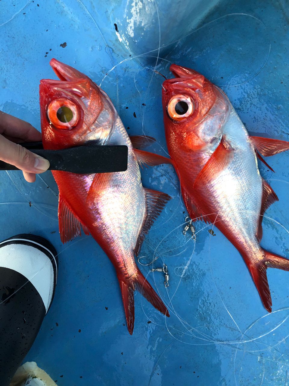 ふな虫さんの釣果 2枚目の画像