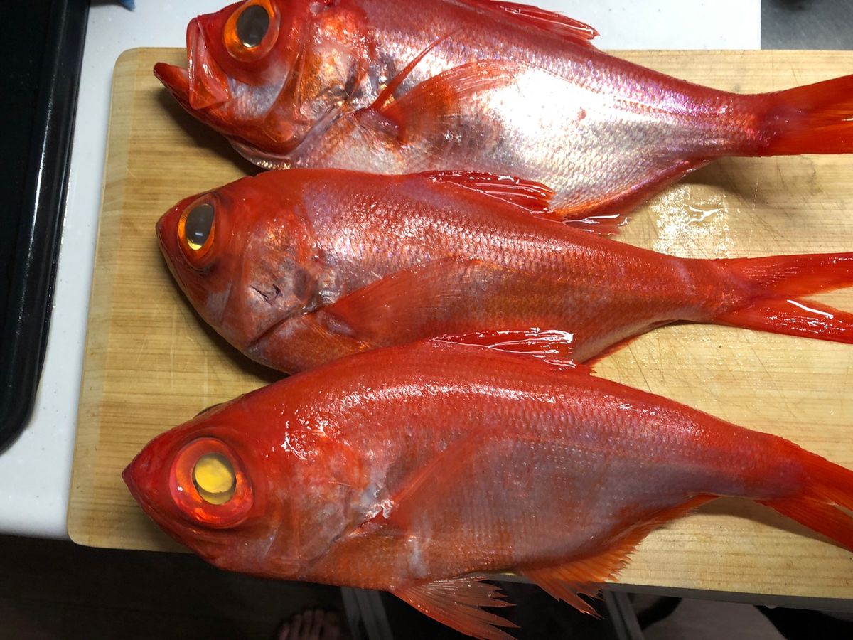 ふな虫さんの釣果 3枚目の画像