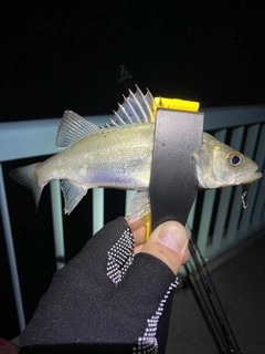 セイゴ(マルスズキ)の釣果