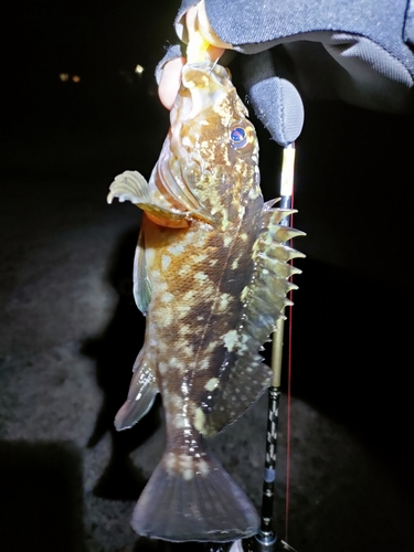 カサゴの釣果