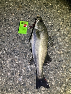 セイゴ（マルスズキ）の釣果