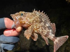 アラカブの釣果