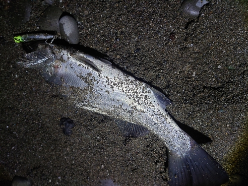 フッコ（ヒラスズキ）の釣果