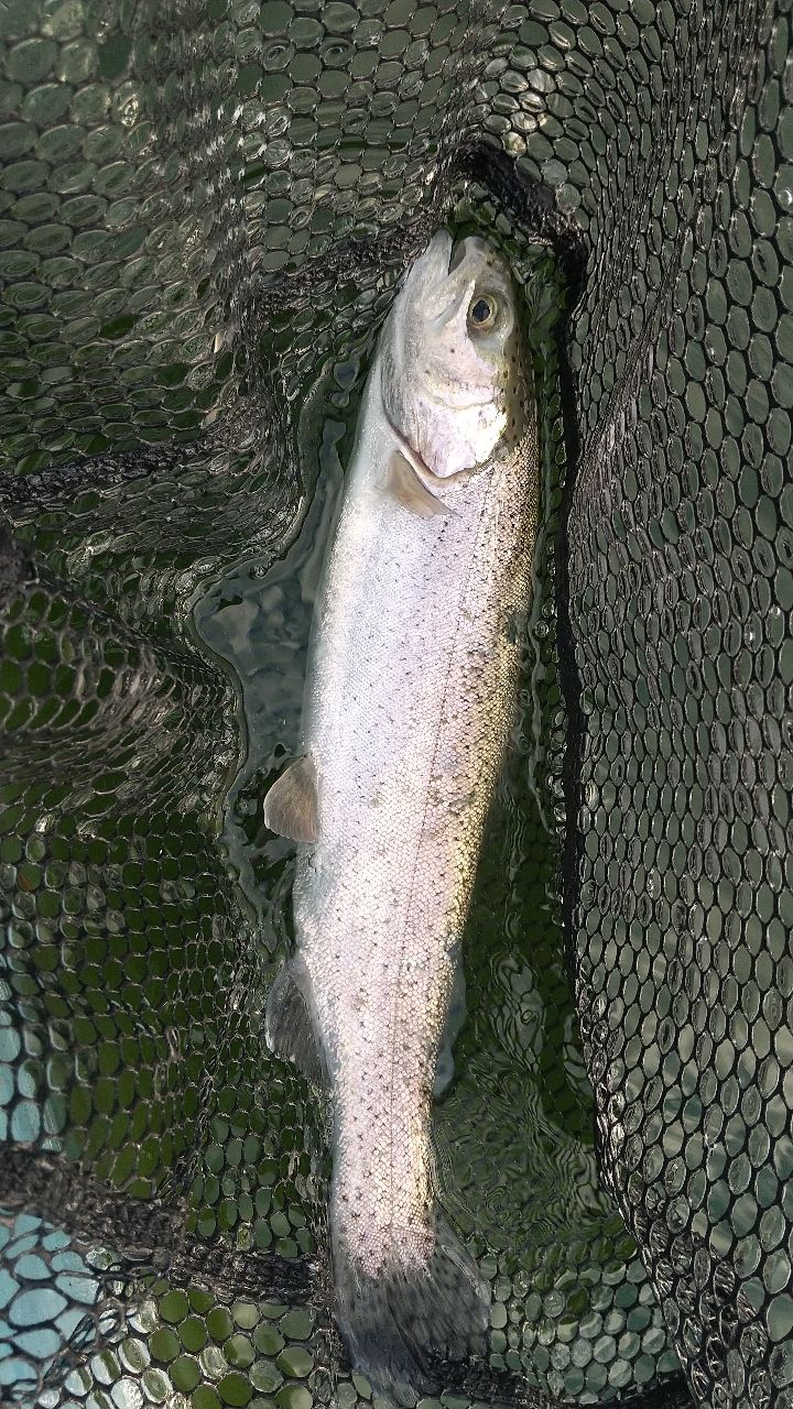 レインボートラウト