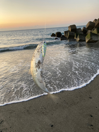 コノシロの釣果