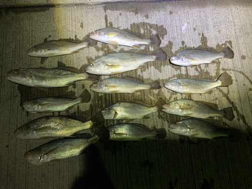 イシモチの釣果