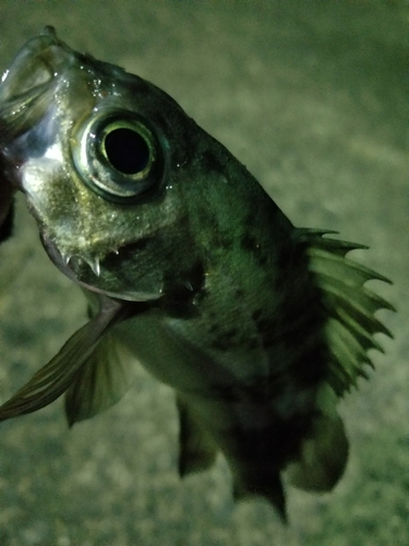 メバルの釣果