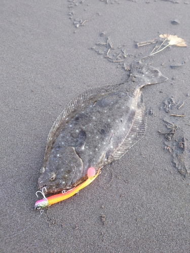 ヒラメの釣果