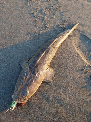 マゴチの釣果