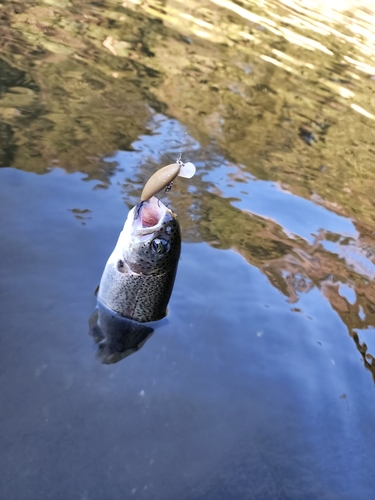 ニジマスの釣果