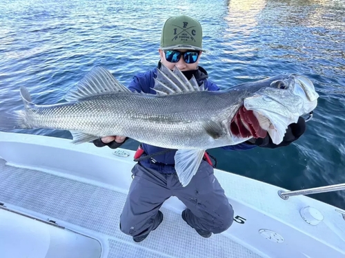 シーバスの釣果