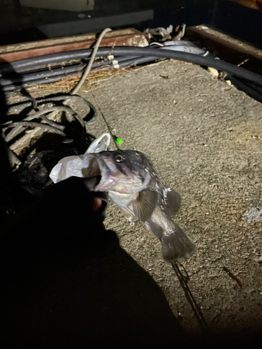 クロソイの釣果