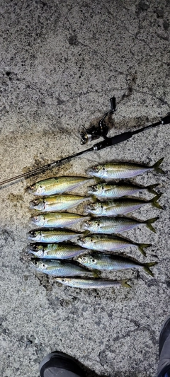 アジの釣果