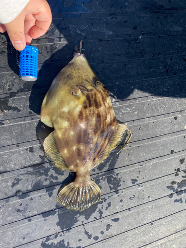 カワハギの釣果