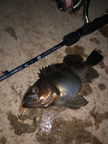 メバルの釣果