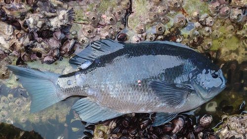 グレの釣果