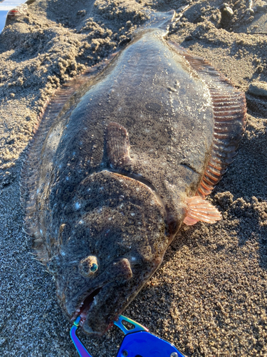 ヒラメの釣果