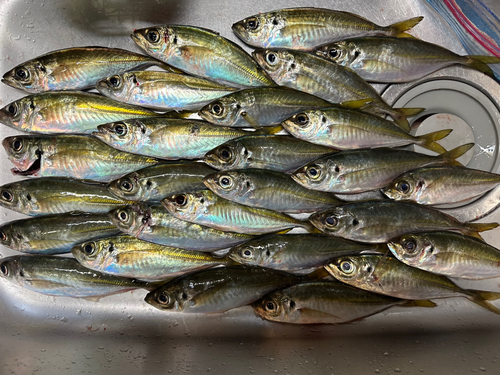 アジの釣果