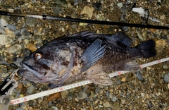 クロソイの釣果