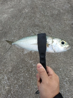 メアジの釣果