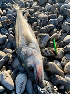 ハネ（マルスズキ）の釣果