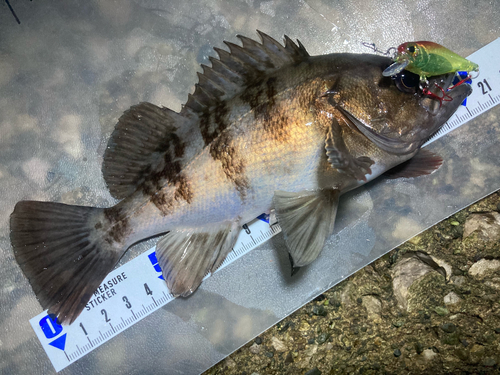 メバルの釣果