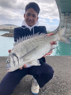 オキナワキチヌの釣果