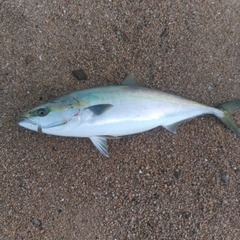 ハマチの釣果