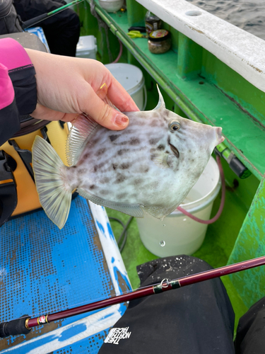 カワハギの釣果