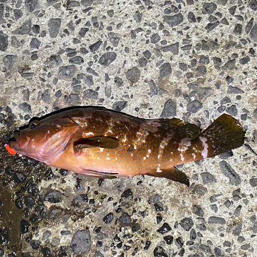 アコウの釣果