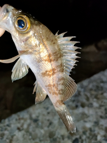 タケノコメバルの釣果