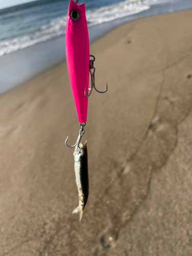 カタクチイワシの釣果