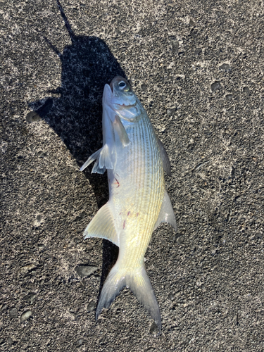 ツバメコノシロの釣果