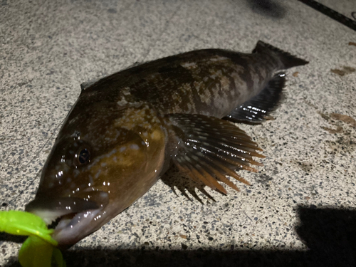 アイナメの釣果