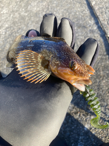 アイナメの釣果