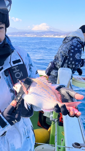 ハナダイの釣果