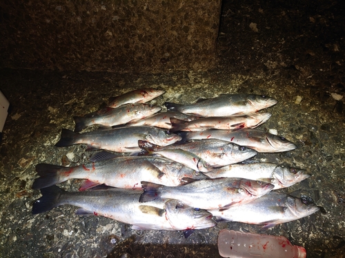 シーバスの釣果